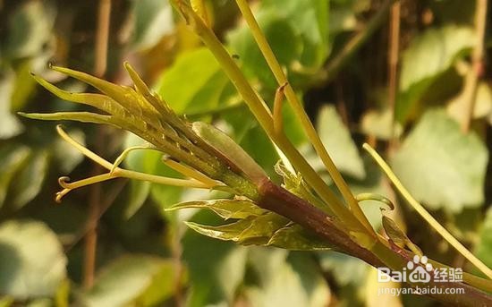 三星C9 Pro评测:国际品牌的接地气典范