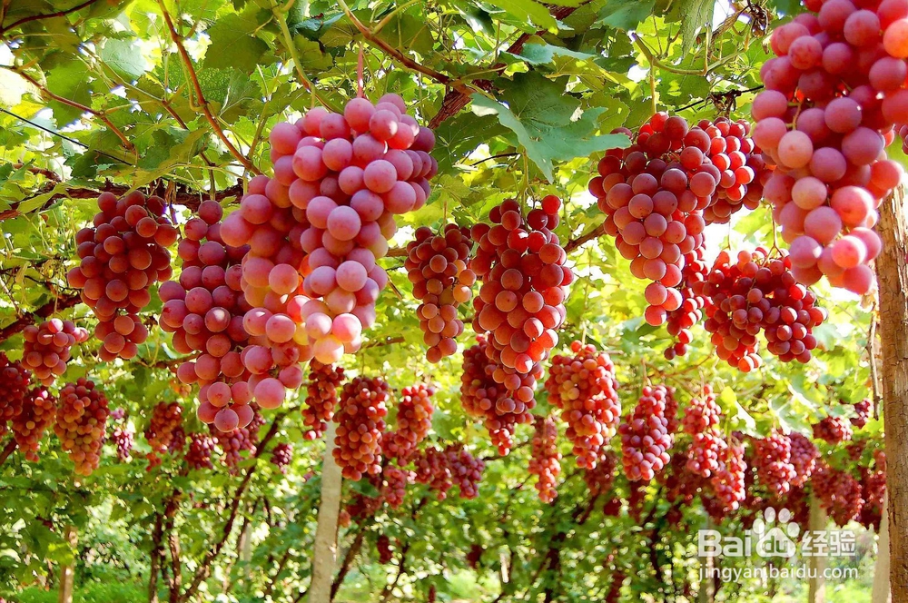 秋季葡萄减肥法 秋季吃葡萄也能狠甩赘肉