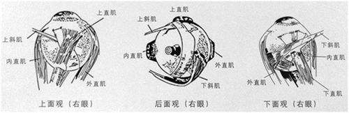 后巩膜加固术有什么用 百度经验