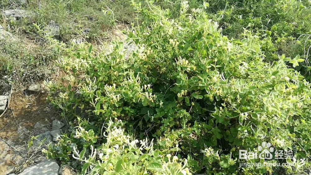 金银花烘干机的生产效果金银花热泵烘干机的应用