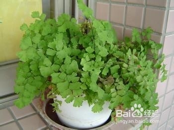 冬季缓解室内空气干燥的方法有哪些