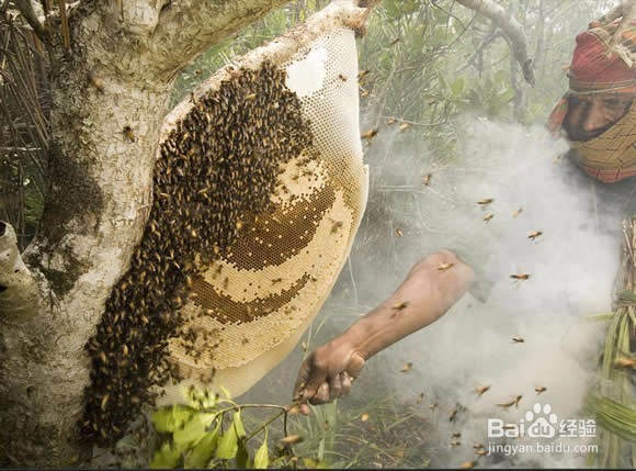 遇到马蜂或者马蜂窝怎么办