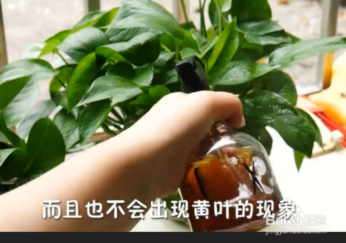 植物出现烧根或黄叶的情况,该怎么办?