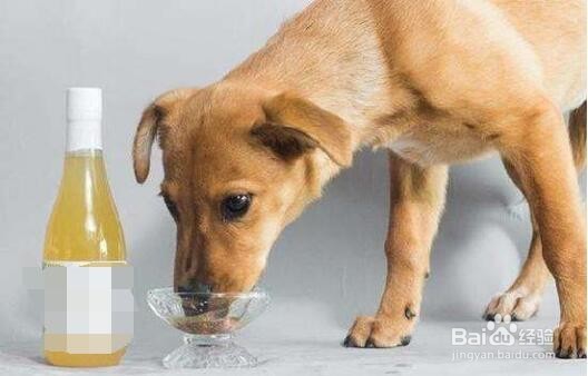 那些食物狗狗不能吃