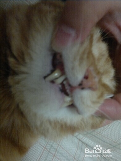 怎样喂养还没长牙齿的猫咪才有营养
