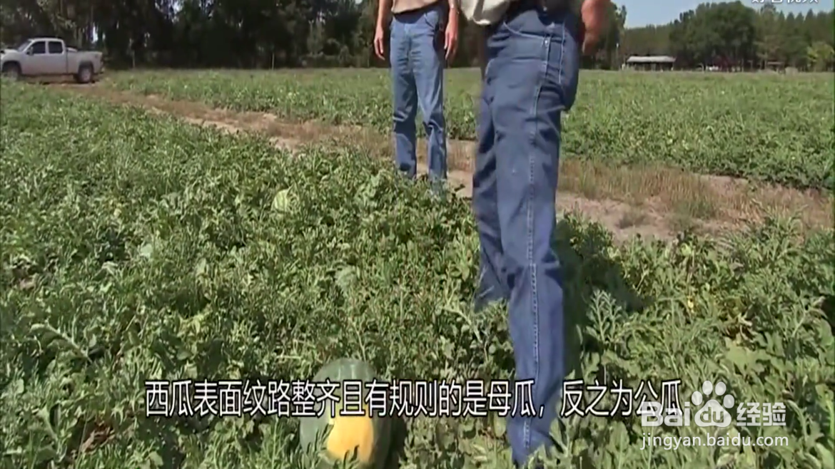 如何挑选西瓜？