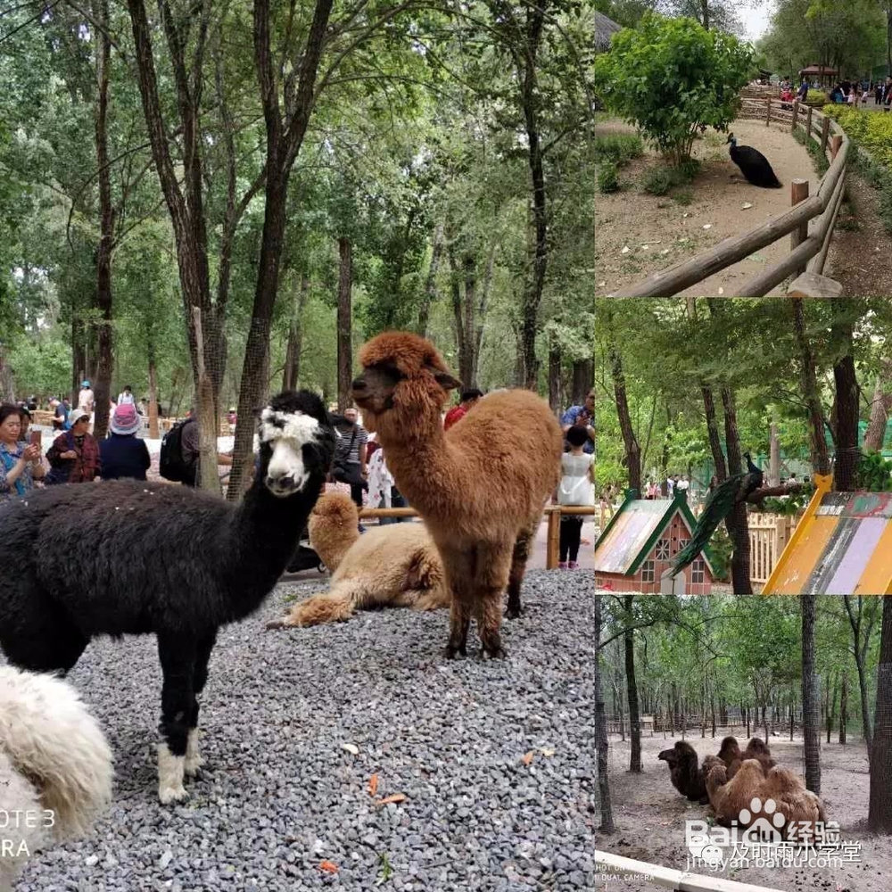 北京野生动物园一日游