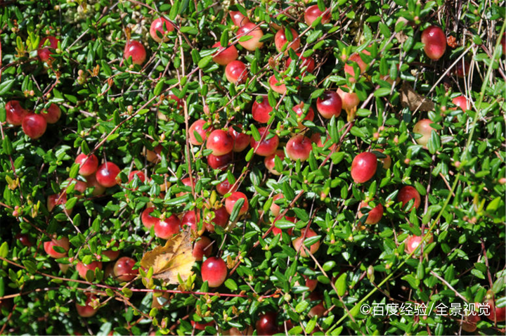 孕期、坐月子能吃蔓越莓吗