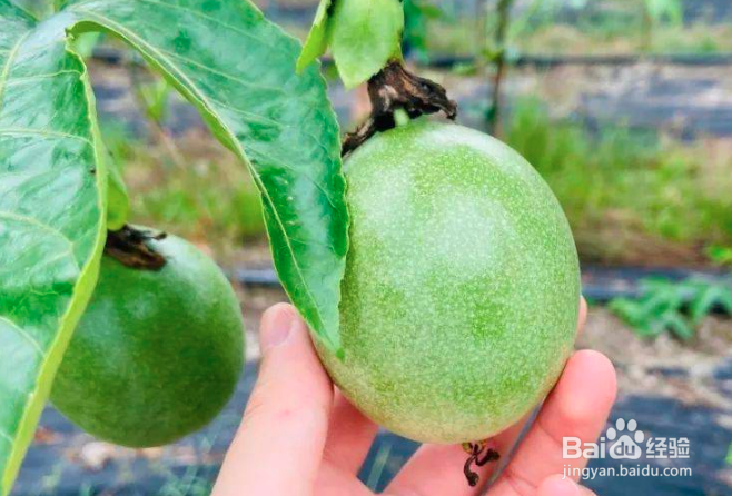 百香果枯萎怎么救活