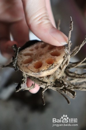 教你怎么做牛蒡祛痘汤