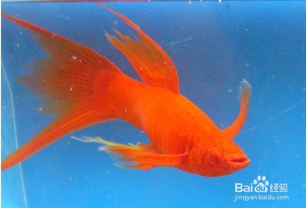 剑尾鱼的特性是什么 如何饲养