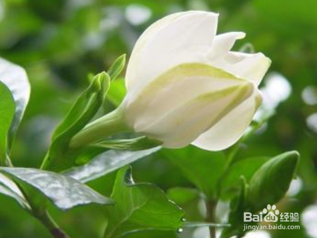 栀子花泡水喝有什么作用?