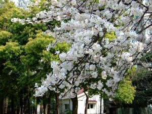 上海樱花观赏地推荐