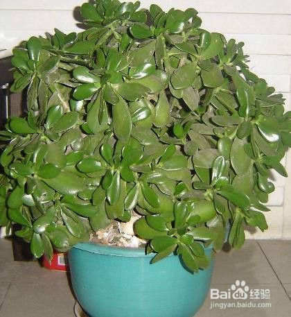 玉树换盆时间和方法?