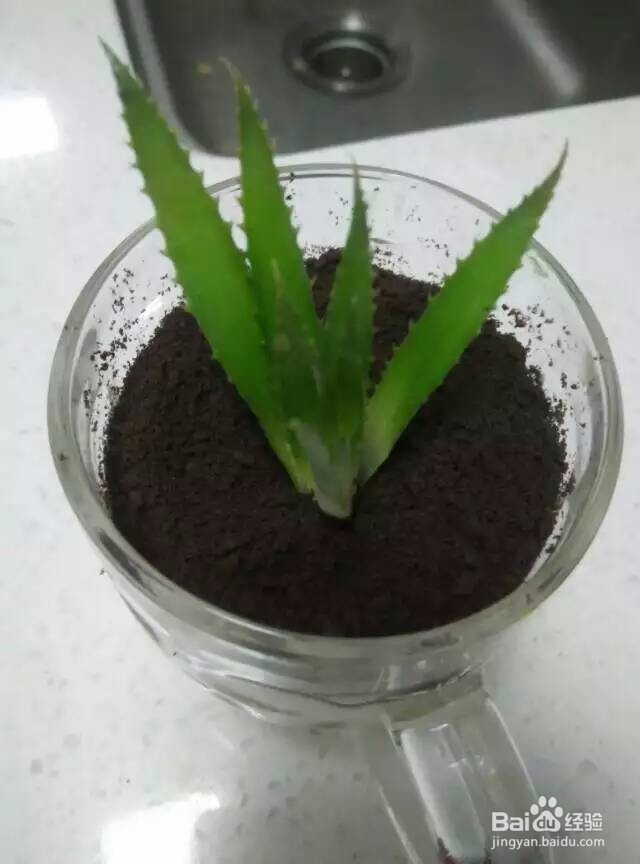 <b>伪植物菠萝酸奶杯</b>