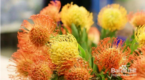 鲜切花醒花步骤