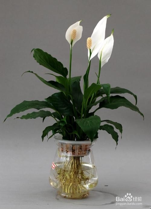 不能放于室内的植物有哪些?