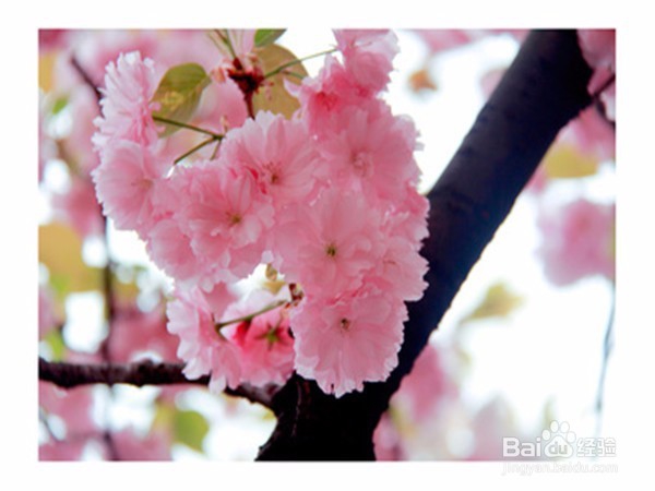 秋季盆花的养护窍门