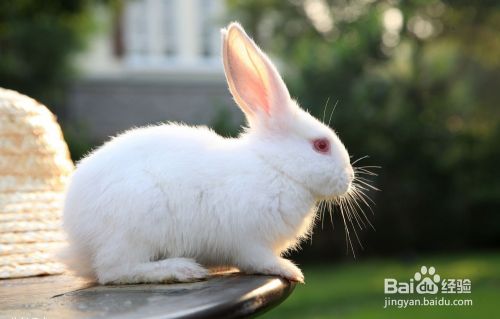 养宠物兔攻略 百度经验