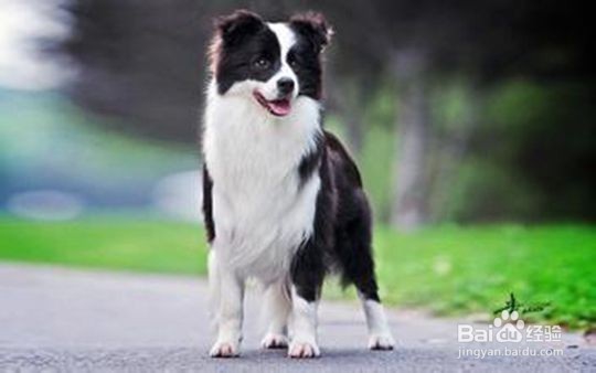 狗狗智商排行榜