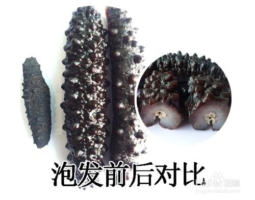 如何分辨假海参
