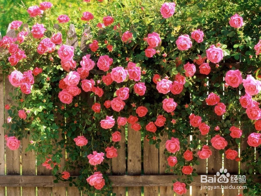 关于雅思考试的几点常识