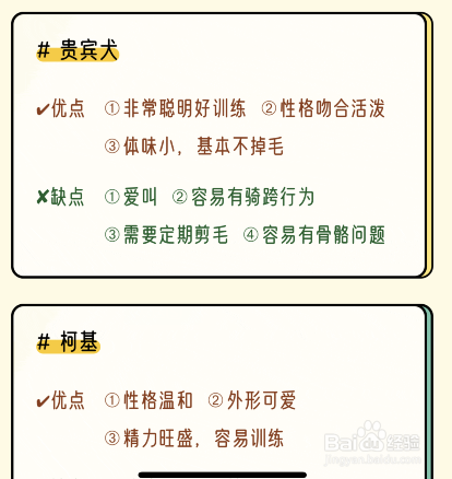 适合新手养的犬种