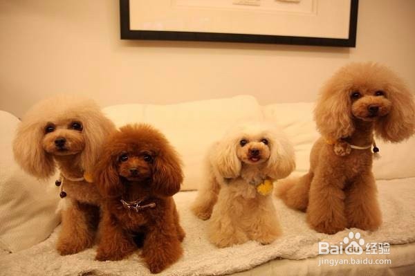 狗狗怀孕期间怎么照顾