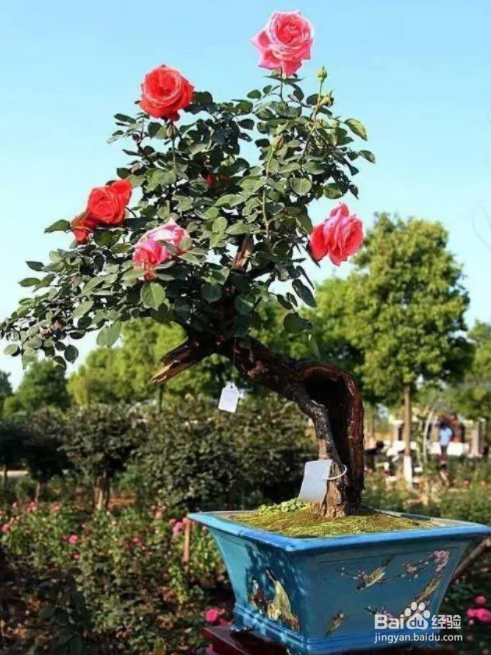 月季花育苗方法