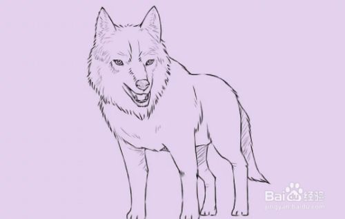 如何简单画一只狼