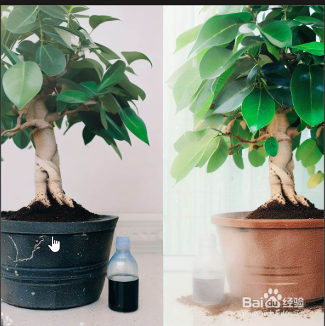 家庭榕树盆景怎么养