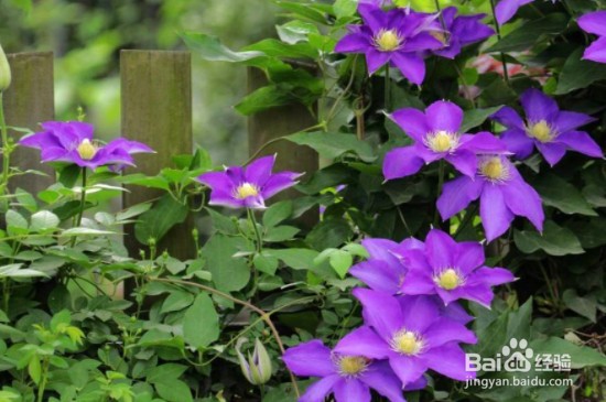 哪些植物不怕冷？