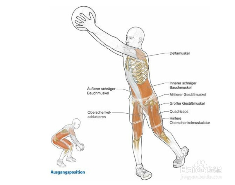 高尔夫球训练：[22]相关肌肉图解22