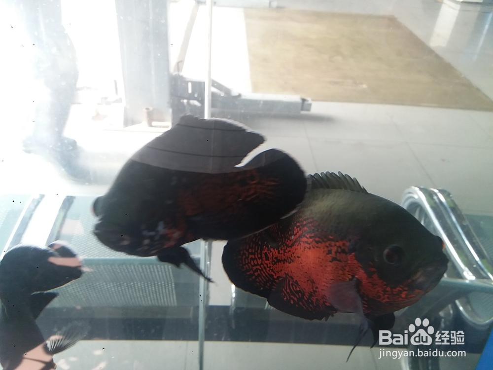 地图鱼出现白斑溃烂应该注意什么怎么治疗