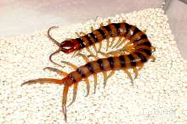 怎样使用蜈蚣?--------中药的使用