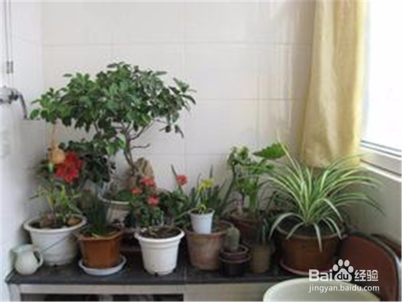这些家中养殖的花是喜阳光的