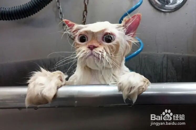 猫咪洗完澡不让用吹风机吹怎么办