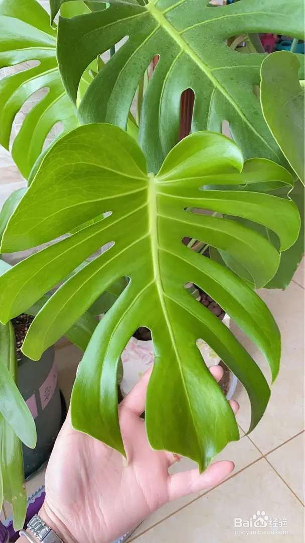 养花先养根,根系壮了,花才长得更好