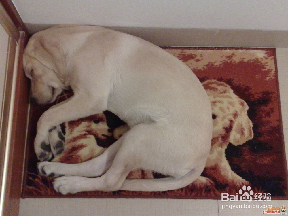 狗狗的睡眠状态