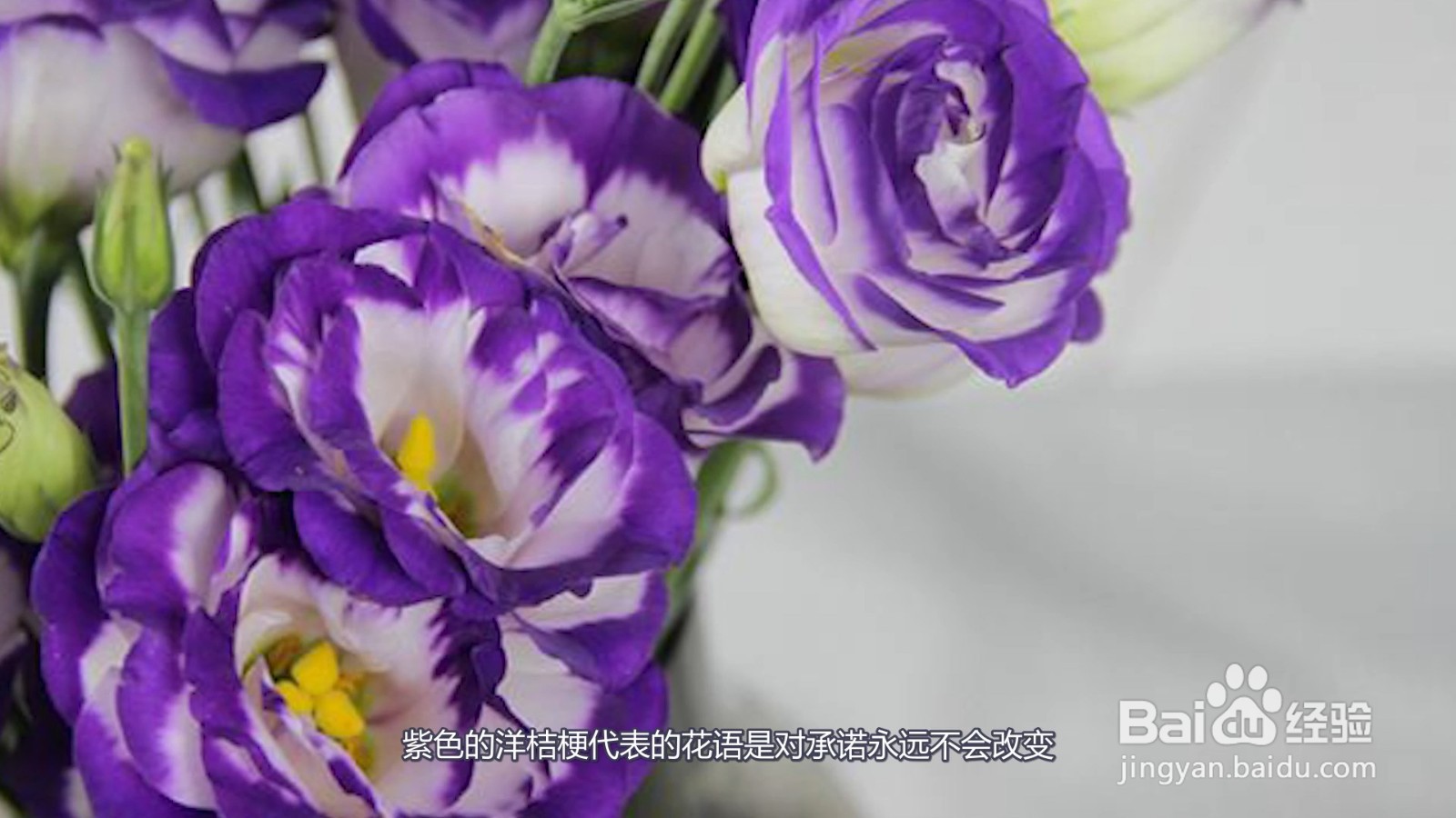 洋桔梗花语是什么