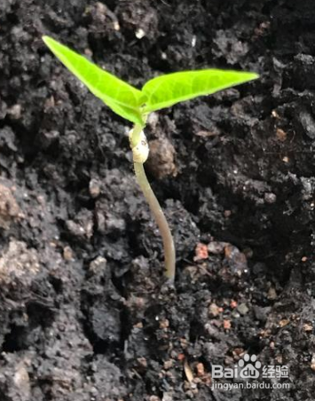 米竹种子如何种植