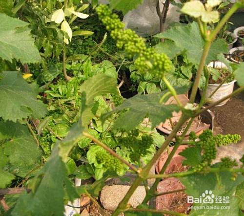 葡萄花穗期怎么管理 百度经验 葡萄花穗期怎么管理 百度经验