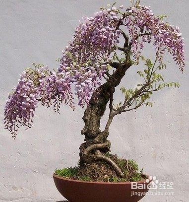 紫藤花修剪方法