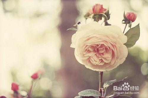 冰鉴外遇鉴定卡发现女人出轨如何收集婚外情证据