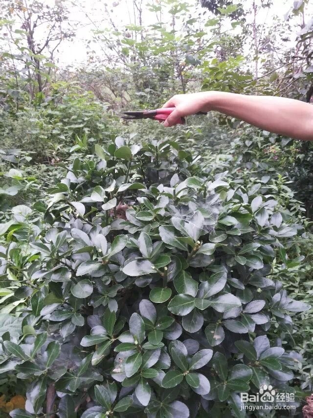 怎么把万年青修剪成圆形？