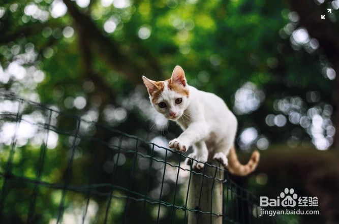 引导猫咪不要在你的键盘上玩耍