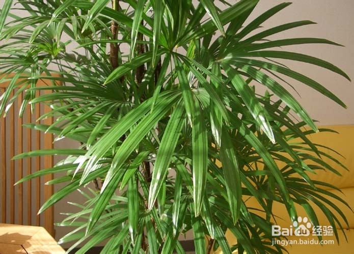 装修污染变隐形杀手,多种植物能吸附甲醛