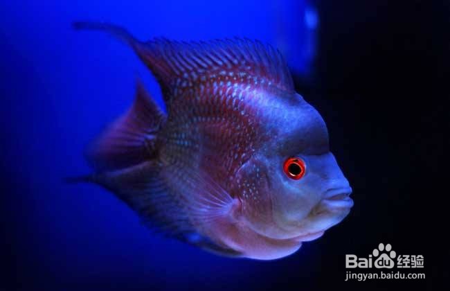 罗汉鱼怎么养