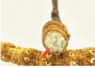 冬虫夏草的食用方法 首选泡茶喝