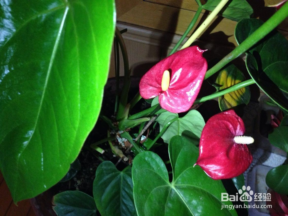在家怎样饲养红掌？